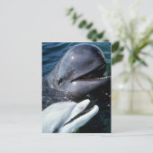 Carte Postale La baleine pilote et le dauphin d'étranglement de  (Debout devant)