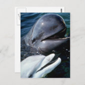 Carte Postale La baleine pilote et le dauphin d'étranglement de  (Devant / Derrière)