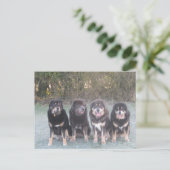 Carte Postale La bande de mastiff tibétain (Debout devant)