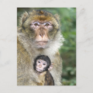 Carte Postale La barbarie Macaque. Adulte avec bébéMacaca