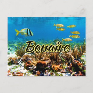 Carte Postale La barrière de corail de Bonaire