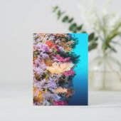 Carte Postale La barrière de corail tropicale (Debout devant)