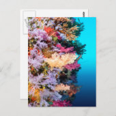 Carte Postale La barrière de corail tropicale (Devant / Derrière)