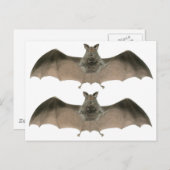 Carte Postale la batte (Devant / Derrière)