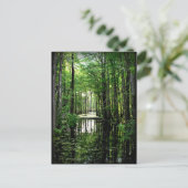 Carte Postale La beauté dans le marais (Debout devant)