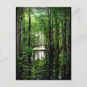 Carte Postale La beauté dans le marais