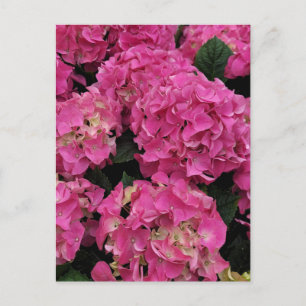 Carte Postale La beauté de l'hydrangée rose