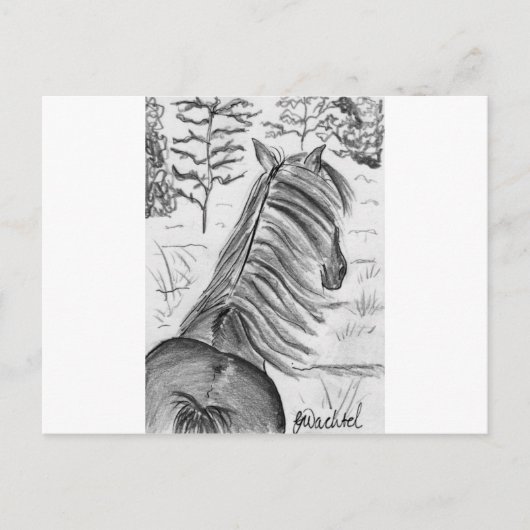 Carte Postale La beauté des chevaux n° 1 (Devant)