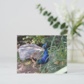 Carte Postale La beauté du paon (Debout devant)