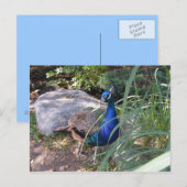 Carte Postale La beauté du paon (Devant / Derrière)