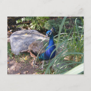 Carte Postale La beauté du paon