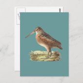 Carte Postale La bécasse américaine (Rusticola minor) NY Bird (Devant / Derrière)