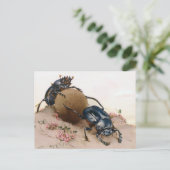 CARTE POSTALE LA BEETTE SACRÉE 2 (Debout devant)