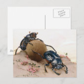 CARTE POSTALE LA BEETTE SACRÉE 2 (Devant / Derrière)