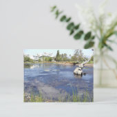 Carte Postale La Brea Tarpits Les Musées Des Étangs (Debout devant)