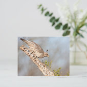 Carte Postale La caille de Gambel (Debout devant)