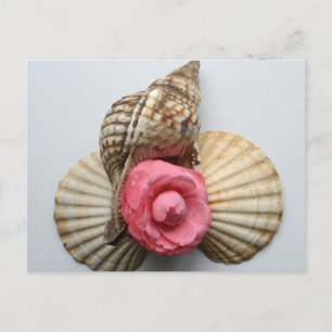 Carte Postale La Camellie Et Les Coquilles