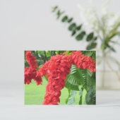 Carte Postale La Chaconia, Fleur Nationale (Debout devant)