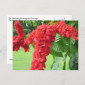 Carte Postale La Chaconia, Fleur Nationale (Devant / Derrière)