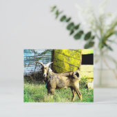 Carte Postale La chèvre (Debout devant)