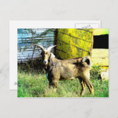 Carte Postale La chèvre (Devant / Derrière)