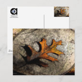 CARTE POSTALE LA CHUTE (Devant / Derrière)