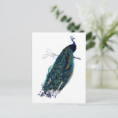 Carte Postale La collection Peacock (Debout devant)