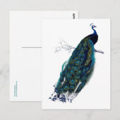 Carte Postale La collection Peacock (Devant / Derrière)