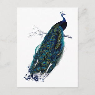 Carte Postale La collection Peacock