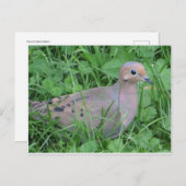 Carte Postale La colombe dans l'herbe (Devant / Derrière)