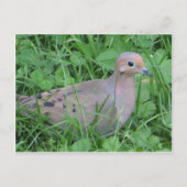 Carte Postale La colombe dans l'herbe (Devant)