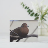 Carte Postale La colombe de Grayson (Debout devant)