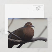 Carte Postale La colombe de Grayson (Devant / Derrière)