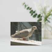 Carte Postale La colombe en deuil (Debout devant)