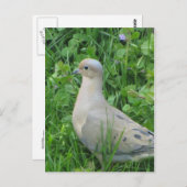 Carte Postale La colombe en deuil (Devant / Derrière)