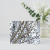 Carte Postale La colombe en deuil (Debout devant)