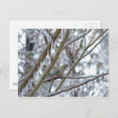 Carte Postale La colombe en deuil (Devant / Derrière)