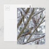 Carte Postale La colombe en deuil (Devant / Derrière)