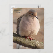 Carte Postale La colombe en deuil (Devant / Derrière)