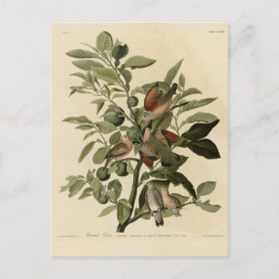 Carte Postale La colombe terrestre commune des oiseaux d'Amériqu