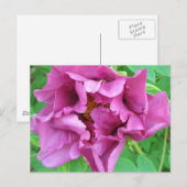 Carte Postale La conception florale de Stacey (Devant / Derrière)
