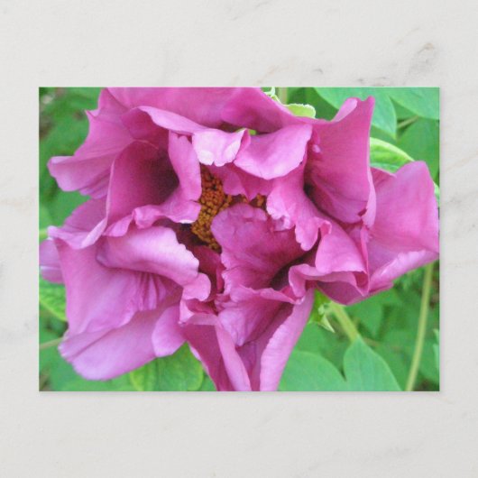 Carte Postale La conception florale de Stacey (Devant)