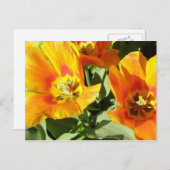 Carte Postale La conception florale de Stacey (Devant / Derrière)