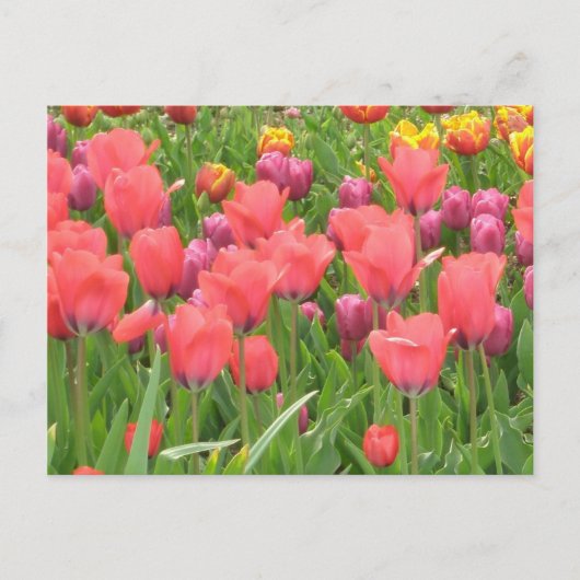 Carte Postale La conception florale de Stacey (Devant)