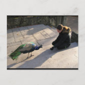 Carte Postale La Confiance d'un Paon (Devant)
