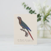 Carte Postale La Conure emmaillotée, Pyrrhura Picta (Debout devant)