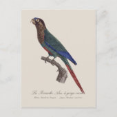 Carte Postale La Conure emmaillotée, Pyrrhura Picta (Devant)