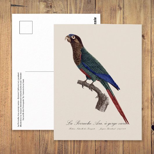Carte Postale La Conure emmaillotée, Pyrrhura Picta