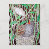 Carte Postale La Coucou Commune (Devant)