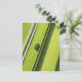 Carte Postale La couverture dans les Hamptons (Debout devant)